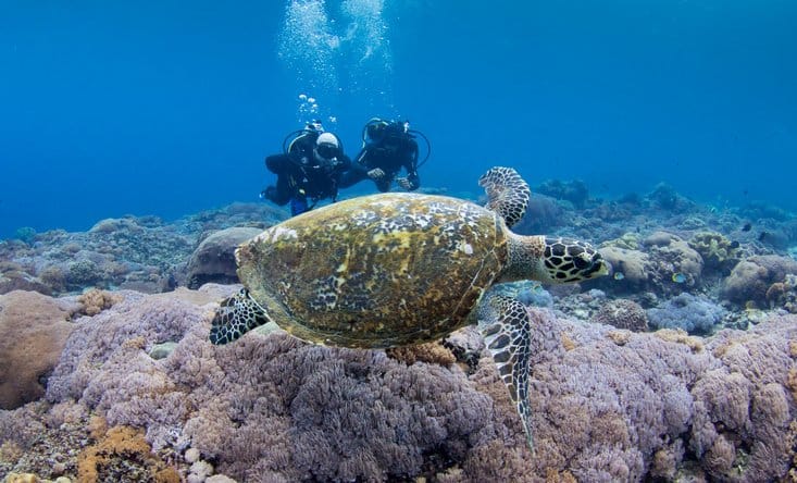Diving-nusa-penida3
