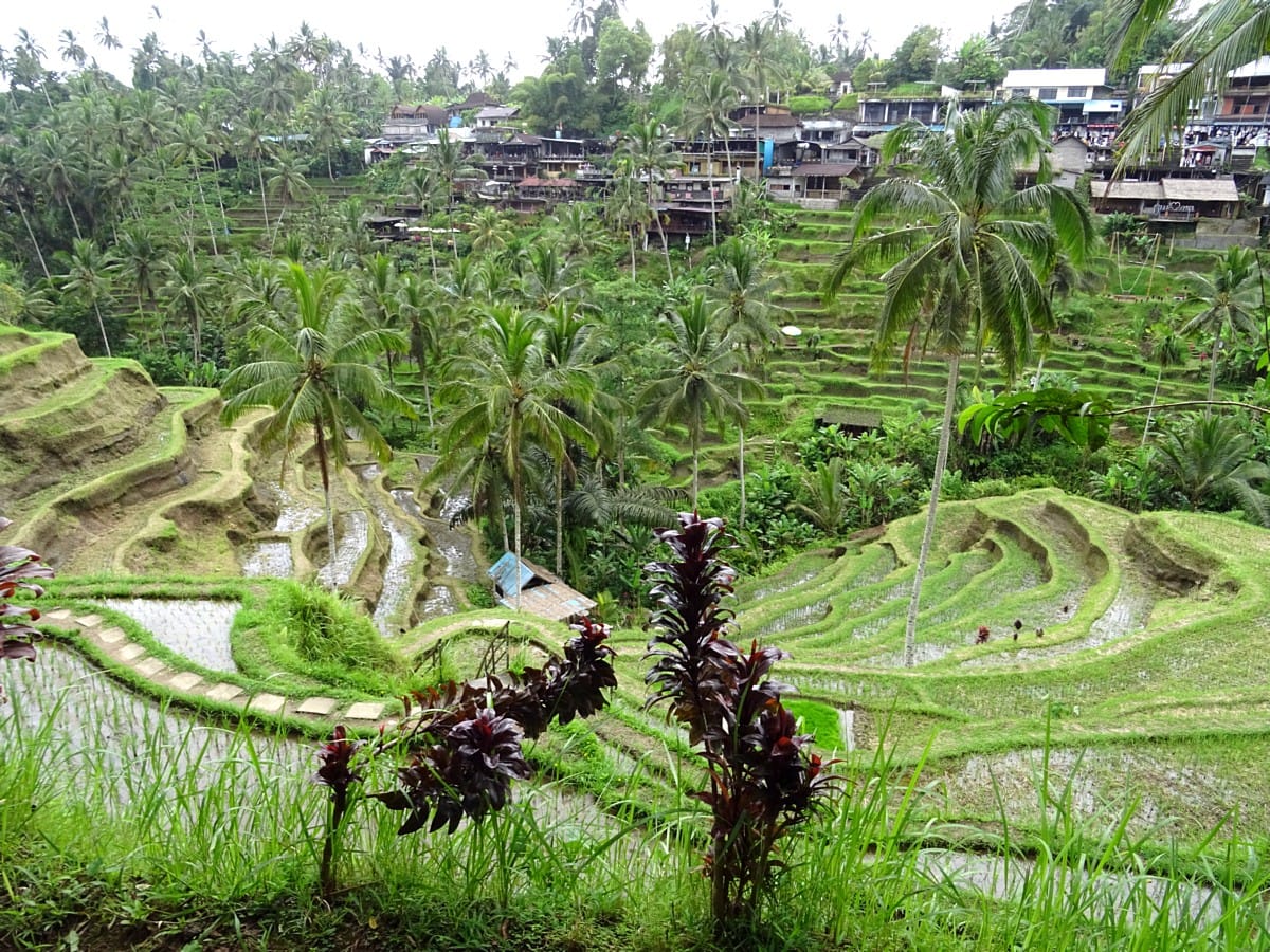 Lush green Tegalalang Rice Terraces in Bali with tropical trees and traditional huts under a blue sky.