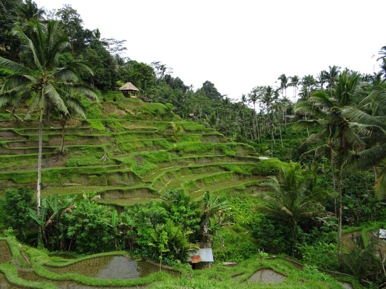Tegalalang rice terraces with lush greenery.