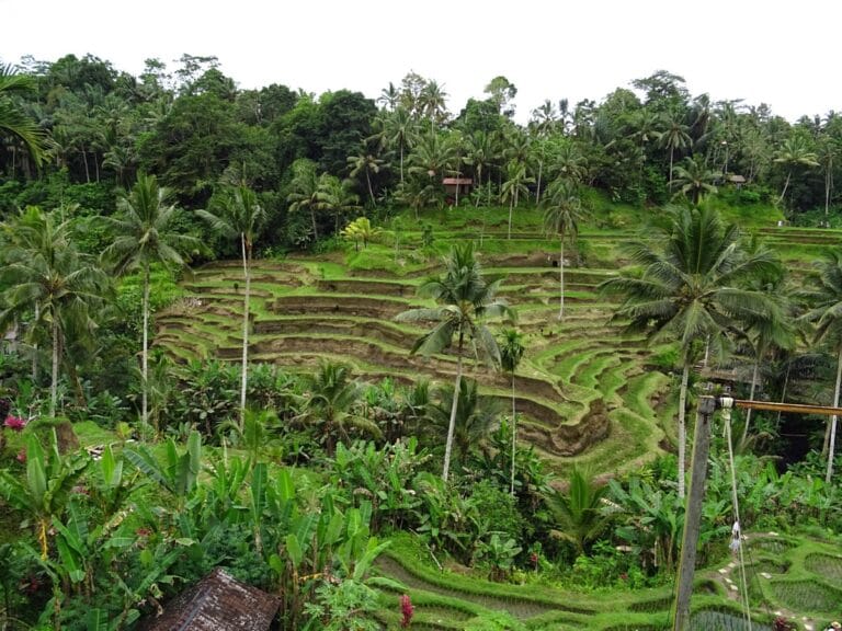 Tegalalang rice terraces with lush greenery.